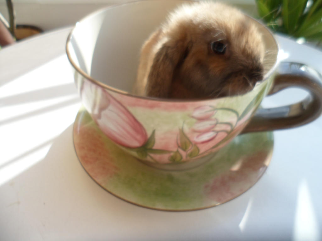 tea cup adoption