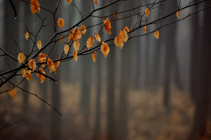 in the misty forest I