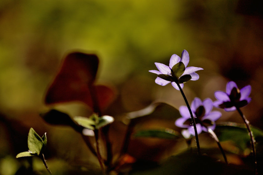 flowery spring