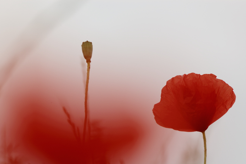 on the poppy field VI