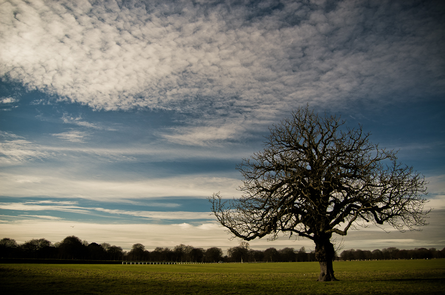 tree in the park