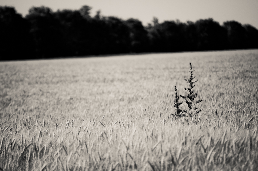 wheat field II