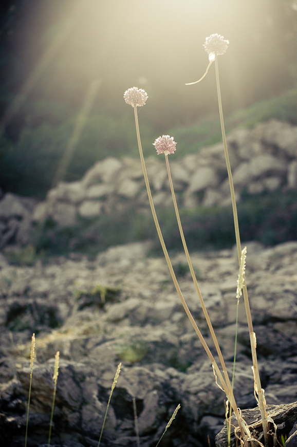 flower in the light