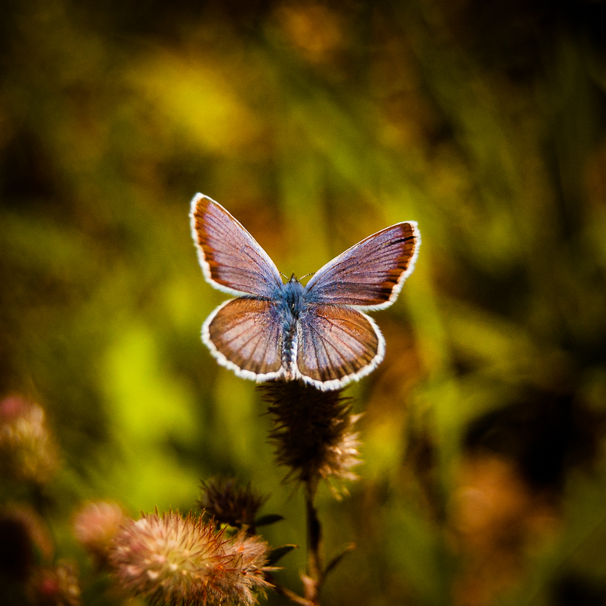 blue nature