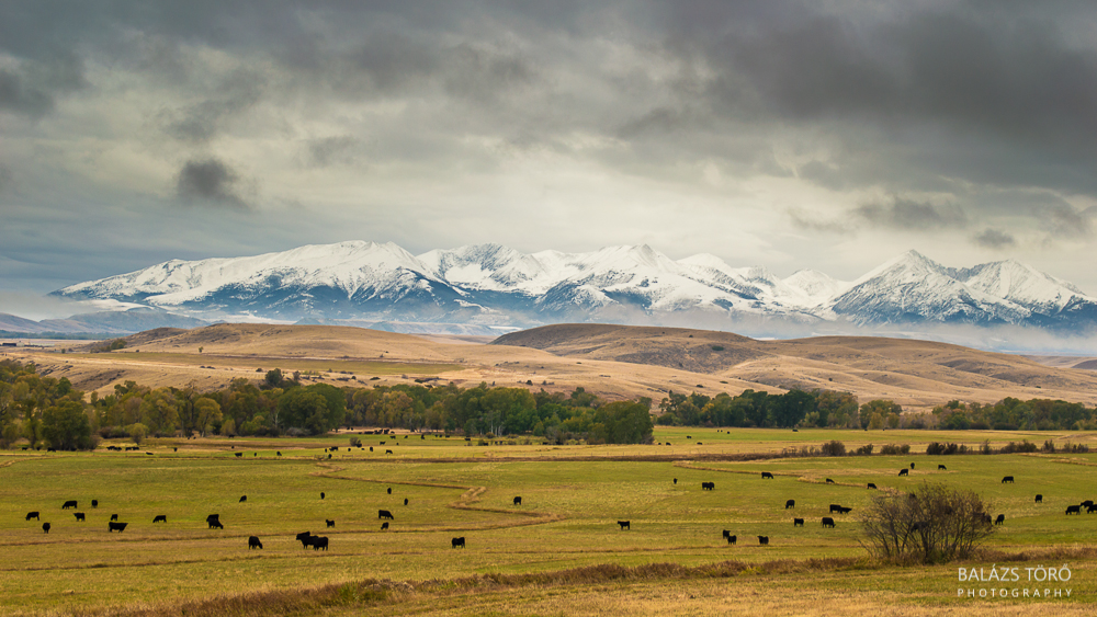 Montana Landscape II