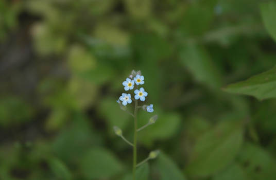 Blue Flower