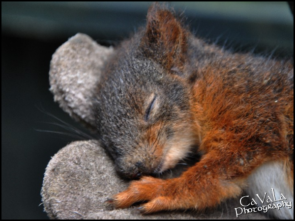 Baby Squirrel