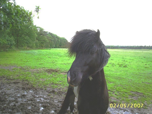 Icelandic Pony