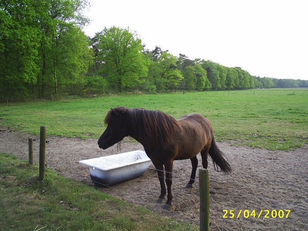 Icelandic Pony