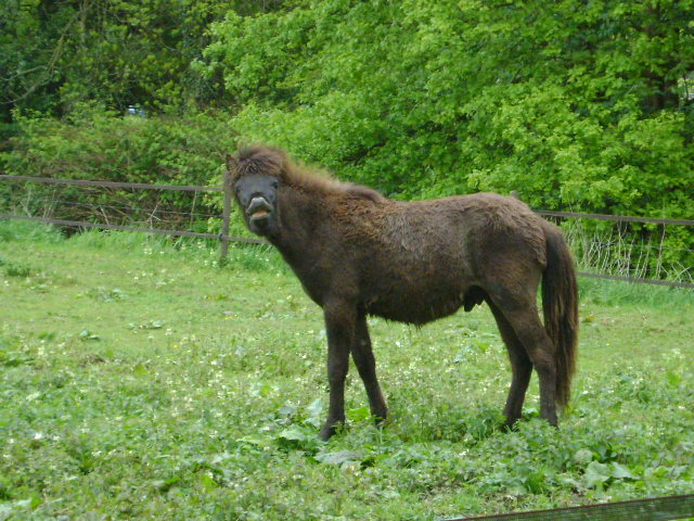 Icelandic Pony