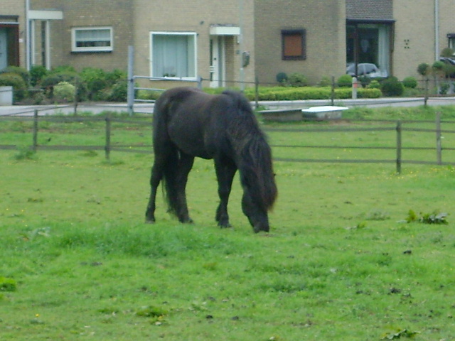 Icelandic Pony