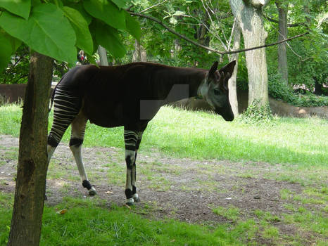 Okapi #1
