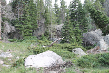 Rocky Forests on Rocky Mountains, Forest #1