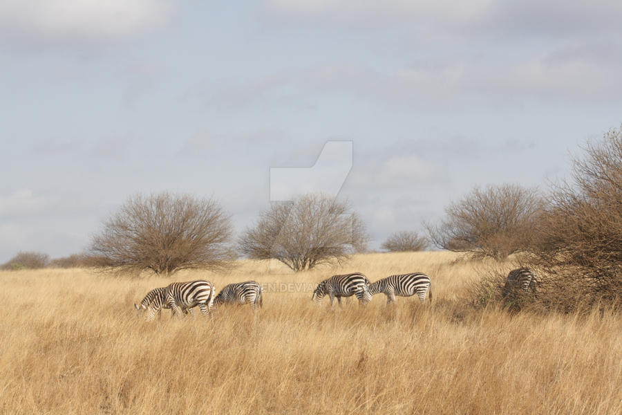 Wild life at Tsavo West, Kenya