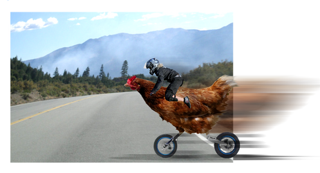 Chicken Rider