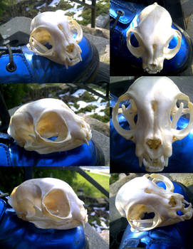 persian cat skull stock