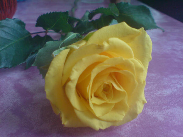 Yellow Rosisch yellow rose by Maticha92 on DeviantArt