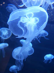 Jellyfish 4