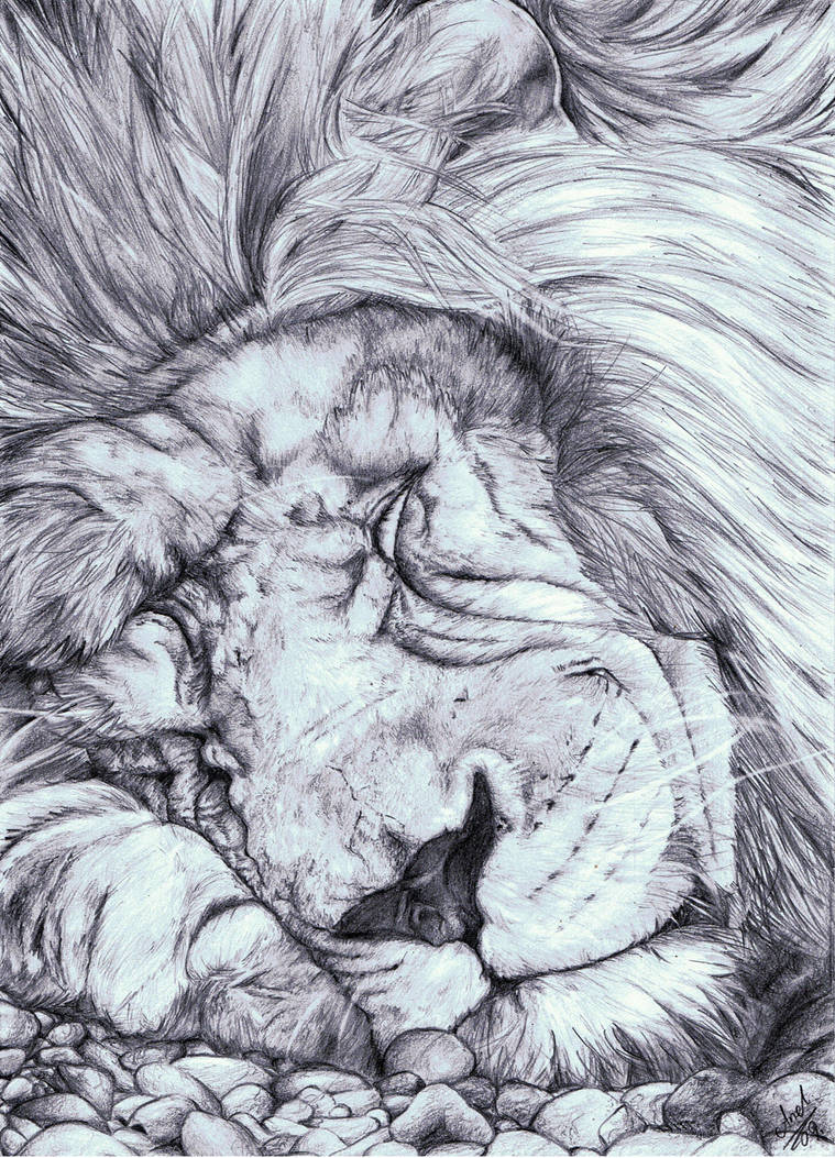 Sleeping lion by AnnaKowalczewska