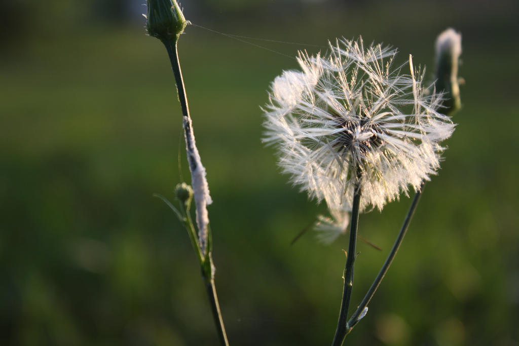 Wishes In The Wind