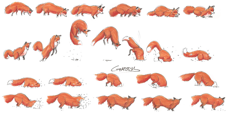 Animals In Motion Red Fox Study 1 by tgaddis on DeviantArt