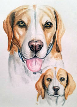 Beagles