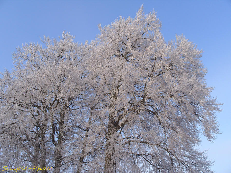 Frosty Trees