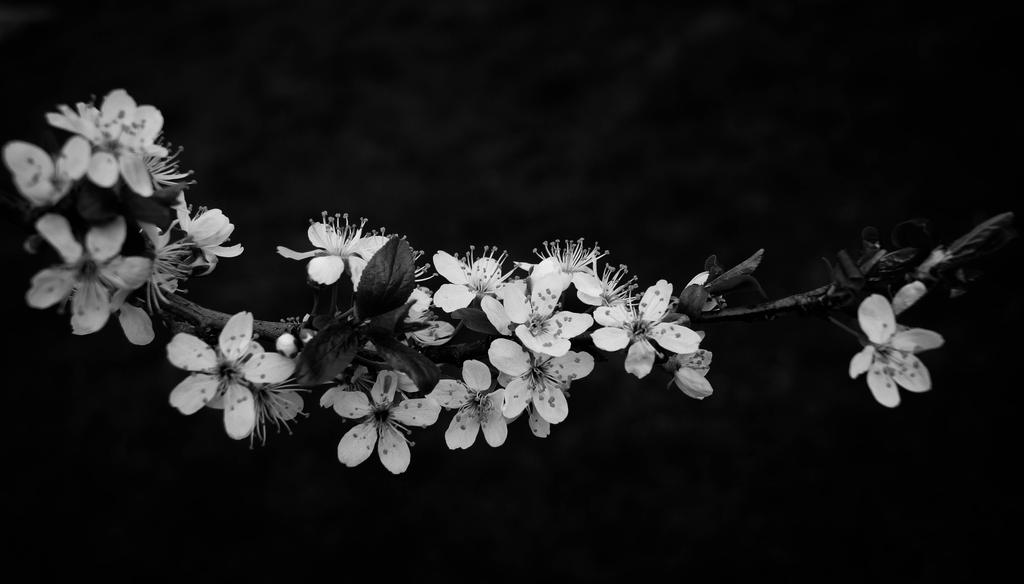 Dark Spring by SuSuko on DeviantArt