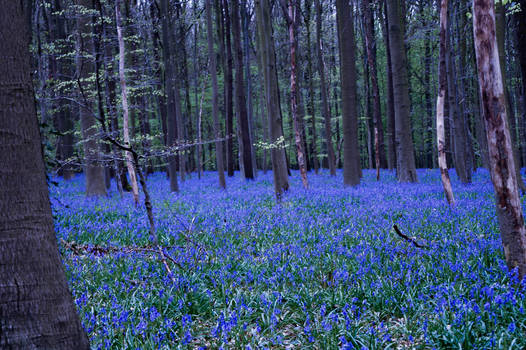 Bluebells everywhere