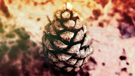 Pine-cone