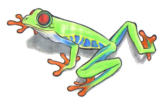 Red Eyed Tree Frog for James