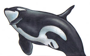 Orca Whale for Kamikaze
