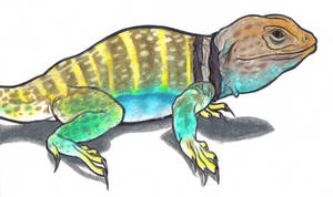 Collared Lizard for Coryv