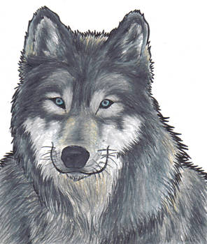 Gray Wolf for jadey-babey