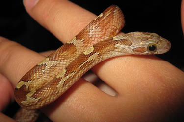 Snakey Snake
