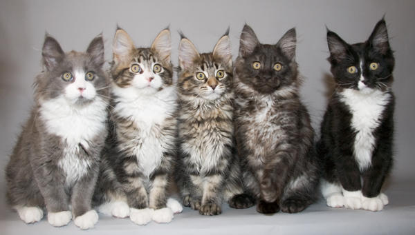 Maine coon B kittens by ropo-art on DeviantArt