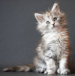 Maine coon kitten Calida