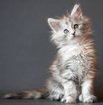 Maine coon kitten Calida by ropo-art