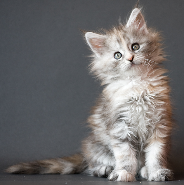Maine Coon Kitten Calida By Ropo Art On Deviantart Maine Coon Kitten Calida By Ropo Art On Deviantart