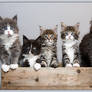 Maine Coon kittens B litter