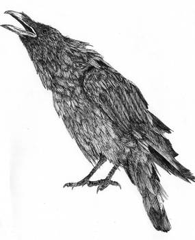 Corvus Corax