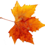 Autumn png