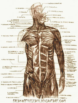 Human Anatomy