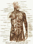 Human Anatomy by FreakOffTheLeash