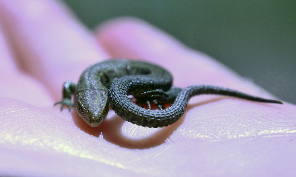 Neglect Lizard Lizard1 by squirrel-chaser on DeviantArt
