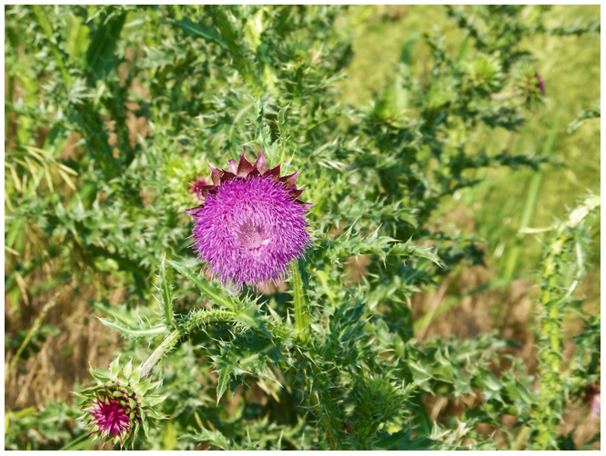 Thistle