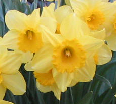 Daffodils