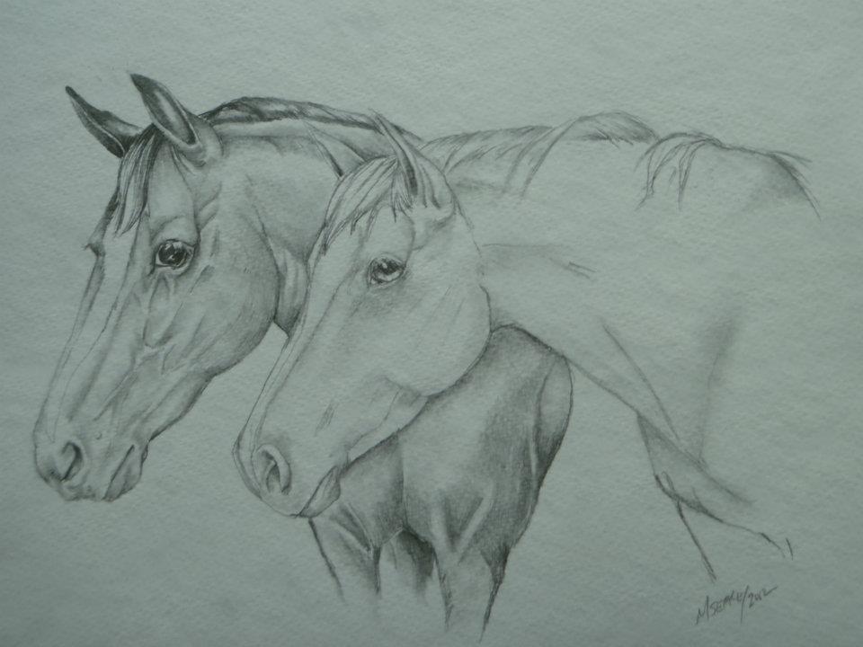 horses