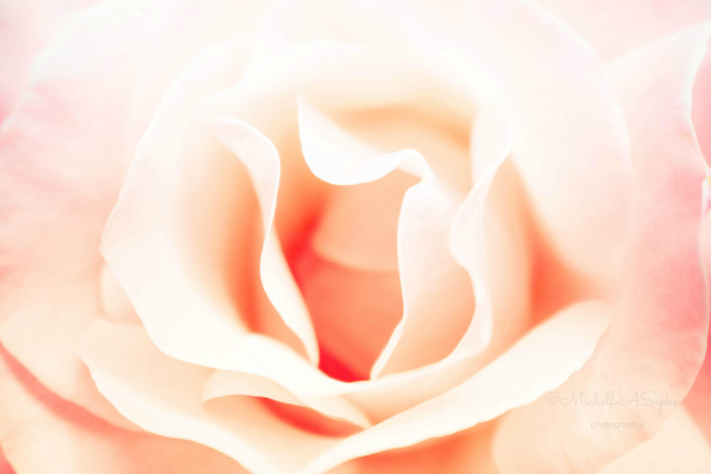 Soft Roses Art Soft Rose by shellcanada71 on DeviantArt