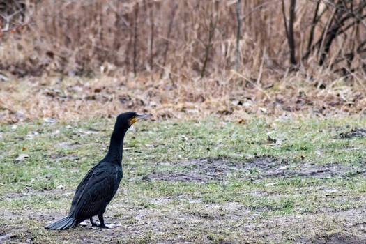 cormorant